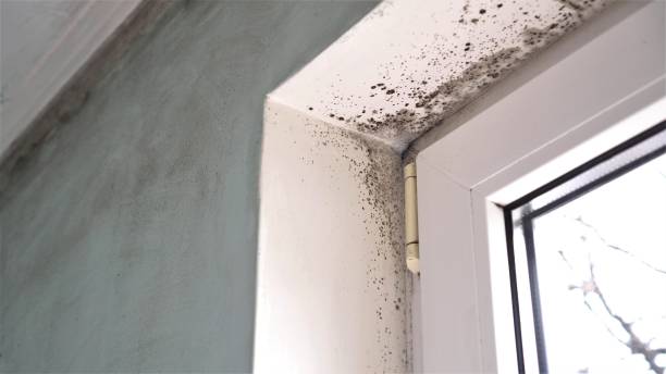 Best Crawl Space Mold Removal  in Weldon, CA