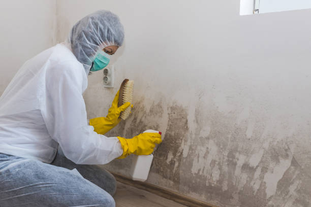 Weldon, CA Mold Removal Company